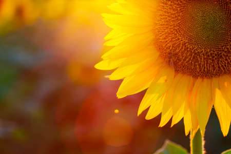 close up view of sunflower flowers at the evening fieldの写真素材