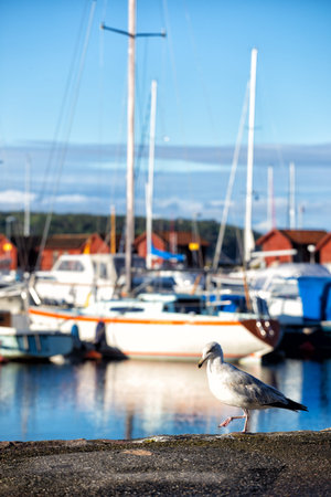 Seagull walking on the pier, a boat in the background. Norwayの写真素材