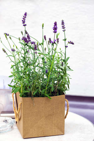 lavender in the pot on the table on a white backgroundの写真素材