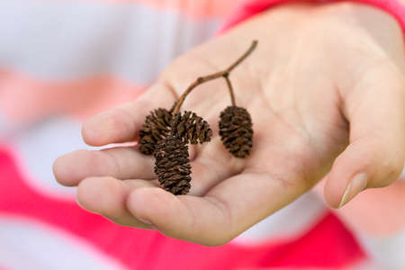 girl holds on a palm twig with small pineconeの写真素材