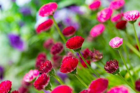 Small bright chrysanthemum close up in the gardenの写真素材