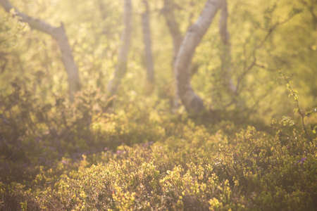abstract birch  forest picture at the sunset timeの写真素材