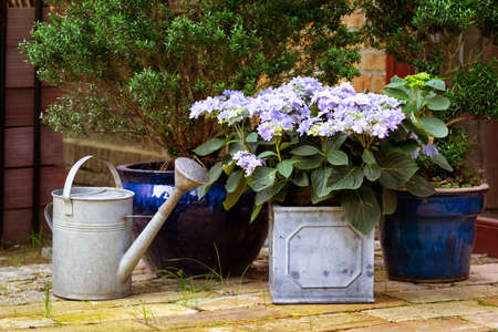 garden - watering can and flower in a potの写真素材