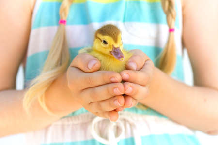 little duckling in the children's hands on a bright backgroundの写真素材
