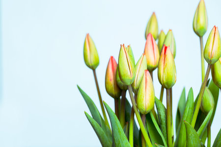 red tulips on a white  backgroundの写真素材