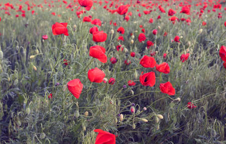 background of poppy field, Provence, Franceの写真素材