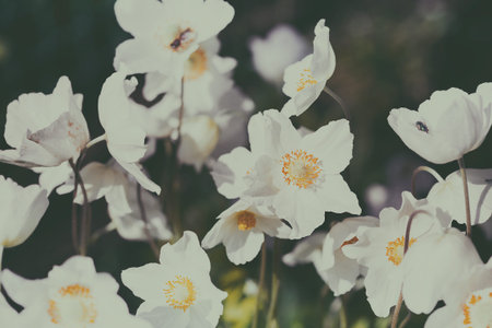 beautiful anemone at the garden