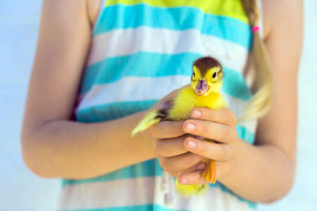 smiling little girl holding a little ducklingの写真素材