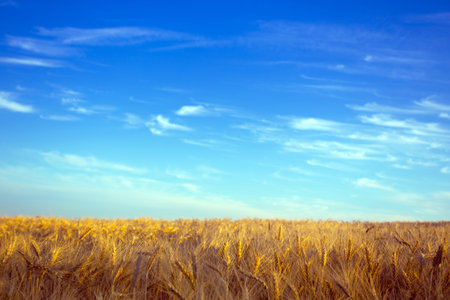 view at the wheat field and blue sky. Ukrainian landscapeの写真素材