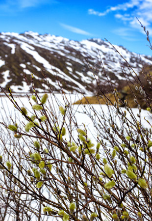 tree branch with buds background, spring