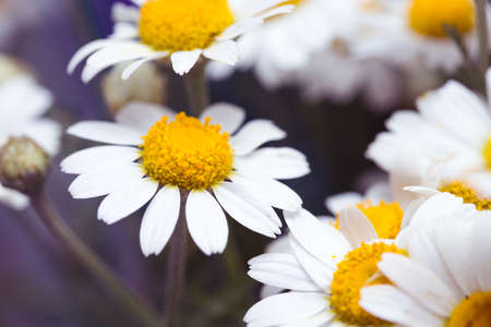 background of beautiful daisiesの写真素材