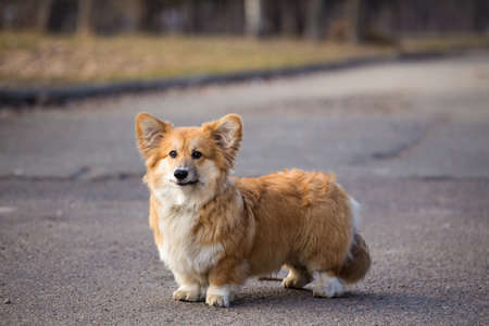 beautiful gorgi fluffy dog walking outdoors at spring dayの写真素材