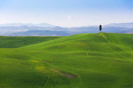 alone tree on a hills of grass at the Toscanaの写真素材