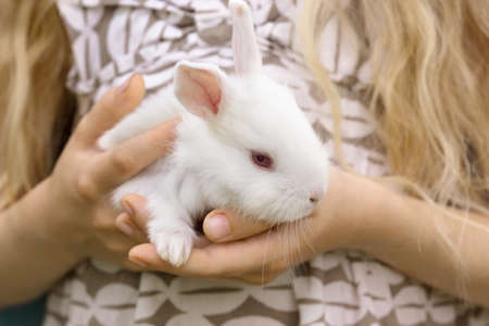 girl holding in hands a little white rabbitの写真素材