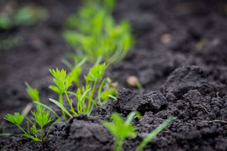 In the soil sprout shoots carrotsの写真素材