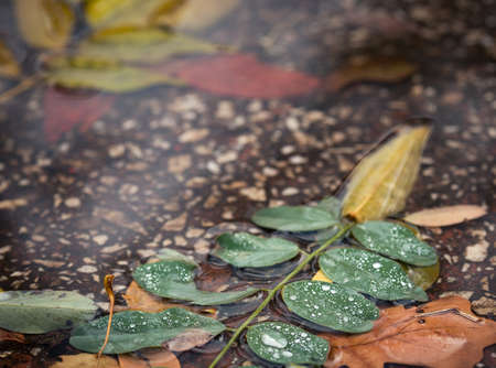 multicolored autumn leaves  at the puddle backgroundの写真素材