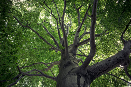 Green spreading crown of beech tree at the forest