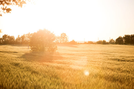 Beautiful Ukrainian landscape - wheat fields on the Sunset