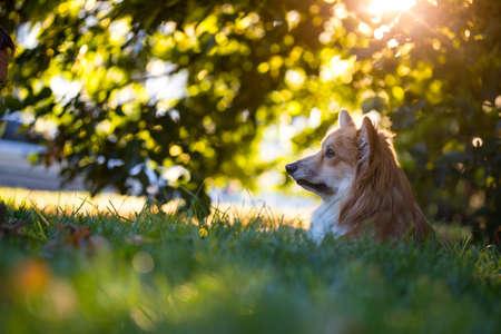beautiful corgi fluffy close up portrait at the outdoor. autumnの写真素材