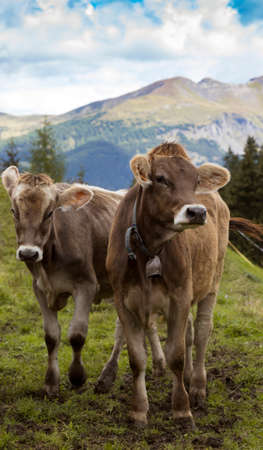 cows on a green pasture with beautiful mountains behindの写真素材