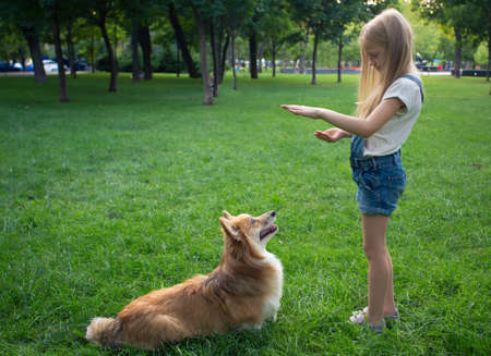 little girl training a corgi dog at the parkの写真素材