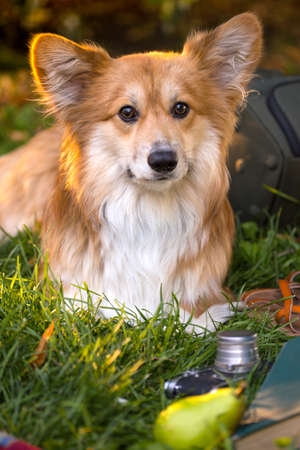 beautiful corgi fluffy close up portrait at the outdoor. autumnの写真素材