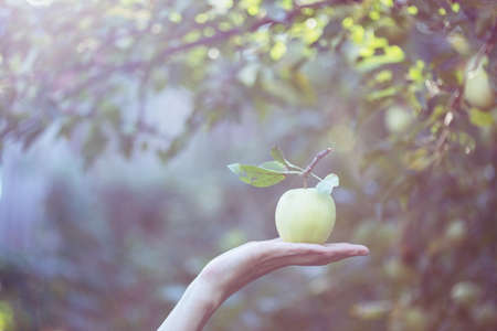 harvesting - apple lies on a woman's hand and garden in the backgroundの写真素材
