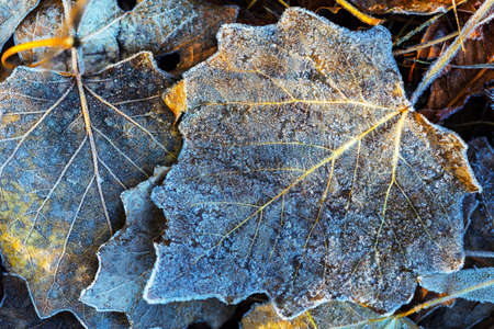 autumn background, maple leaves covered with frostの写真素材