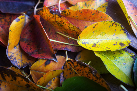 the autumn background of multicolored pear leaves