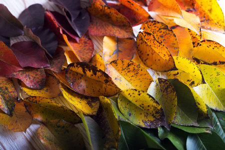the autumn background of multicolored pear leaves