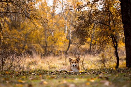 beautiful corgi fluffy portrait at the outdoor. autumn
