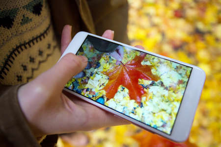 autumn mood - girl is taking a photo on smartphone autumn maple leavesの写真素材
