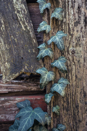 ivy growing on a wooden fenceの写真素材