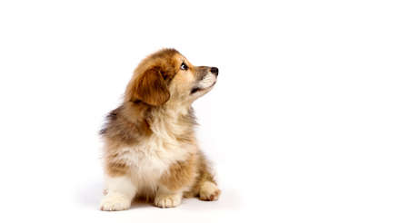 corgi fluffy puppy on a white backgroundの写真素材