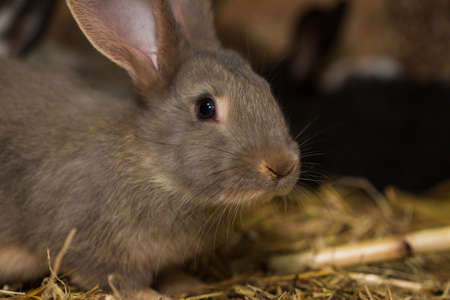 lot of rabbits at the cage on a farmの写真素材