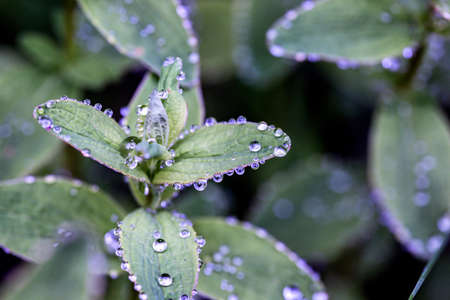 morning. mint with drops of dew
の写真素材