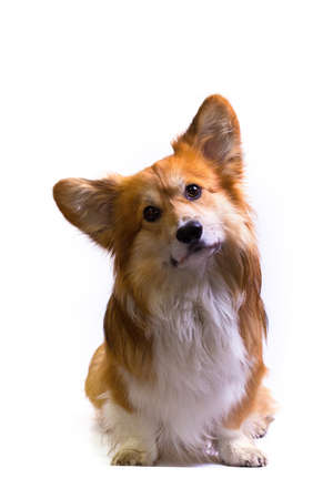 beautiful corgi fluffy close up portrait on a white background
の写真素材