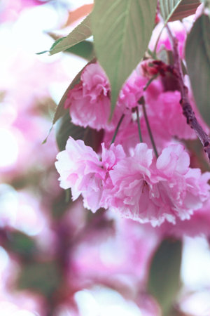 Cherry blossom beautiful, sakura. Spring, Japan