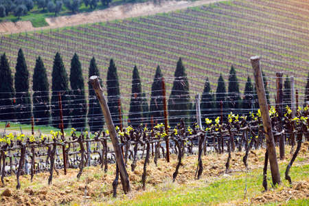 Background of vineyards in the hills of Tuscany in spring, Italyの写真素材