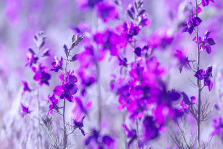 Beautiful purple wild flowers close upの写真素材