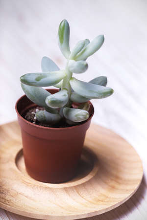 small succulent on a white backgroundの写真素材