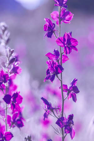 Beautiful purple wild flowers close upの写真素材