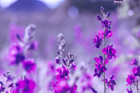 Beautiful purple wild flowers close up
の写真素材