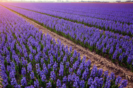 famous Dutch flower fields during flowering - rows of purple hyacinthsの写真素材