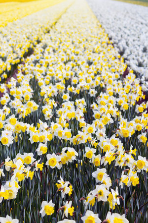 famous Dutch flower fields during flowering - rows of white and yellow daffodils