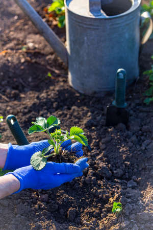 planting strawberries in the garden - hands holding a seedling, watering can and shovel in the backgroundの写真素材