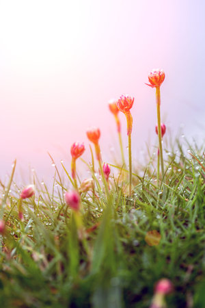 beautiful  pink flowers in the dew at dawn