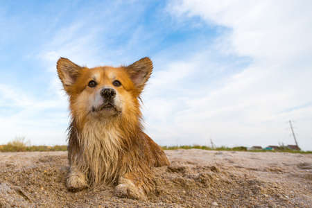 beautiful corgi fluffy portrait outdoorの写真素材