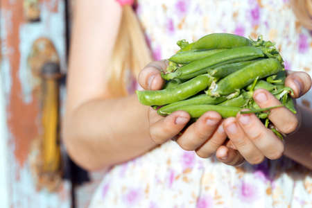 summer - the smiling girl is holding a green peas  in her handsの写真素材