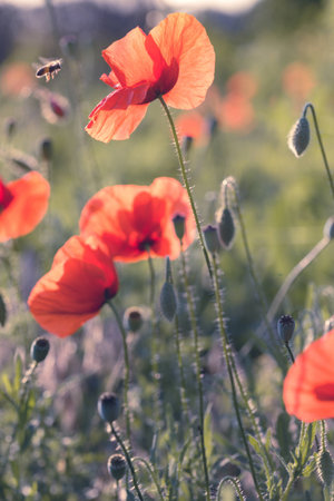 abstract picture - beautiful poppy field in a sunny dayの写真素材
